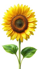 Naklejka premium Radiant sunflower with vibrant yellow petals and a sturdy green stem, isolated