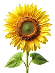 Obraz premium Radiant sunflower blossom with vibrant yellow petals against a pure white background