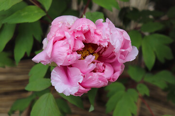 Peony blooming in Japan