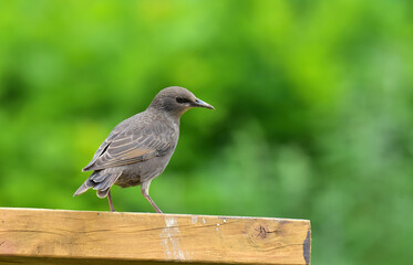 starlings feeding in the garden feeders
