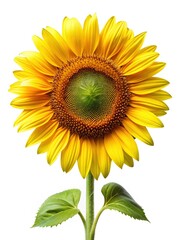 Obraz premium Vibrant sunflower blossom with a striking contrast against a white background