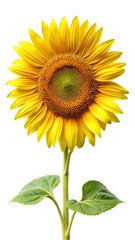 Obraz premium A radiant sunflower shines brightly with its vibrant yellow petals and stem