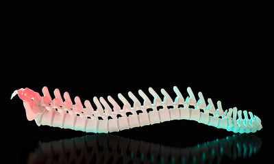 3d rendering of human spine