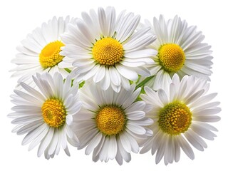 Fototapeta premium A beautiful bouquet of daisy flowers with bright yellow centers shines brightly