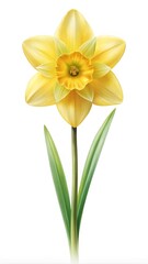 Fototapeta premium A digitally rendered vibrant daffodil flower standing tall on a white background