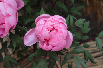 Peony blooming in Japan