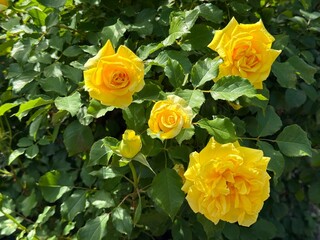 Rose bush yellow beautiful blooms.