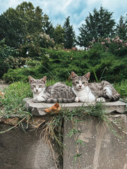 Two gray kittens cuddling and looking at camera in dense forest background

