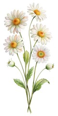 Obraz premium Watercolor Painting of a Bouquet of Daisies with Leaves and Buds