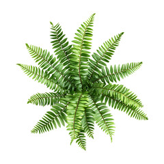 Vibrant Green Fern Overhead View of Lush Foliage