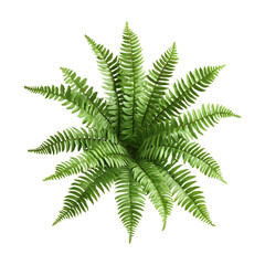 Lush Green Fern Plant Overhead View for Design Projects