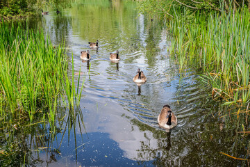 A group of Canada geese swimming through freshwater among tall reeds in a green wildlife reserve in UK summer 1 © Kyaw Thiha