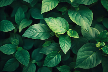 green leaves background