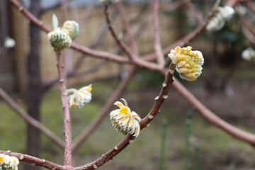 Flowers that bloom in the cold early spring.