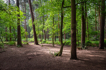 A view inside a forest with tall, straight tree trunks and scattered sunlight on the clear ground
