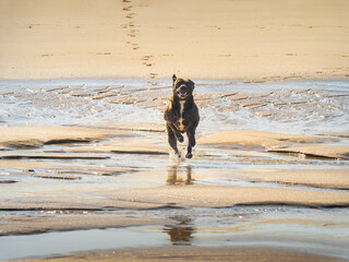 Perro corriendo por la playa feliz a contra luz y día soleado de mañana