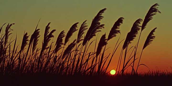 Tall grass sways peacefully at sunset