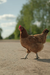 A beautiful green Hosta leaf adorned with glistening raindrops under soft light.