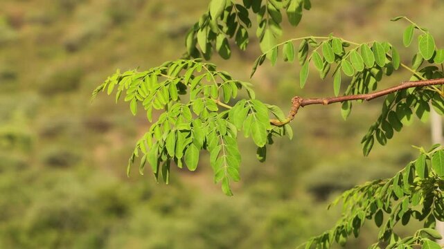 hanging Moringa oleifera leaves. Fresh green drumstick tree leaves dark light background. View moringa leaves branch, herb and medical concept in india gujarat. The moringa tree leaves background.