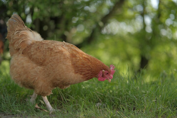 A curious brown hen pecking at green grass, captured in a natural outdoor setting.