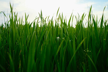 A field of green grass with prominent seed heads in the foreground and a softly blurred background.