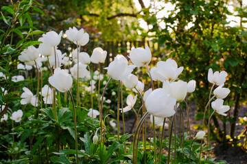 Obraz premium Delicate white Anemone flowers blooming under warm sunlight with a gentle bokeh background.