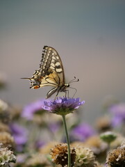 butterfly on flower