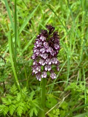 A close up of a flower