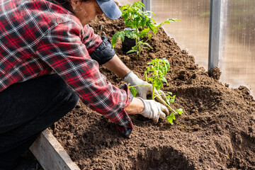 A farmer plants tomatoes in the ground. Agriculture and farming. Planting seedlings in a greenhouse.