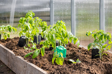 A farmer plants tomatoes in the ground. Agriculture and farming. Planting seedlings in a greenhouse.