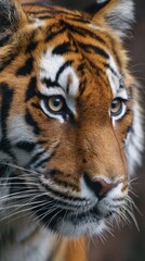 Fototapeta premium Close-up view of a tiger in its natural habitat showcasing distinctive fur patterns and intense gaze