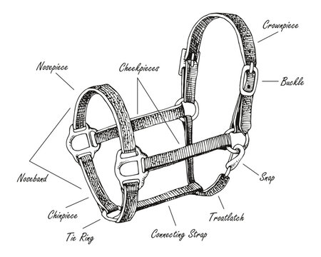 Horse halter parts scheme vector
