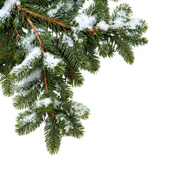 Obraz premium christmas tree branch with cones