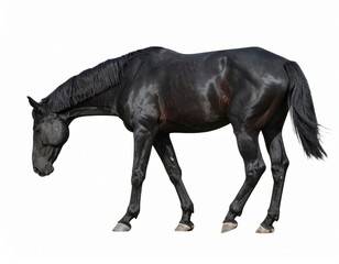 Fototapeta premium Black horse over white background, no shadow