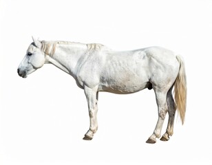 White horse over white background, no shadow