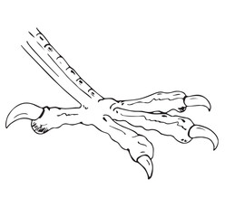 Cute cartoon hand drawn vector Harpy eagle claw outline