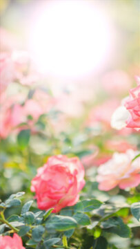 Flash 5 Styles Vertical Transitions 1 MOGRT 396