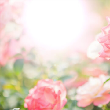 Flash 5 Styles Square Transitions 1 MOGRT 397