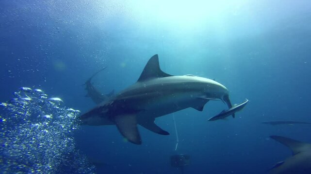 Sharks swim near a suspended object during an open water dive with clear conditions and visible depth.