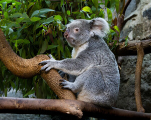 Grey and white koala is sitting on a tree branch