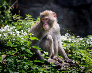 Macaque, monkey is sitting on a rock in a lush green field