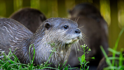 Brown otter is standing in the grass with its head up