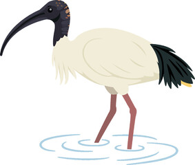 Australian White Ibis (Threskiornis molucca) - Original Clean-Line Clipart with Transparent Background