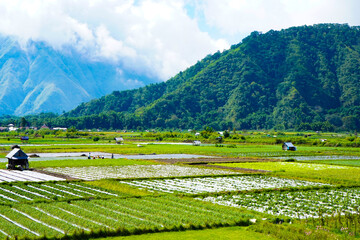 A view of the green landscape of the Rinjani volcano in summer. Farmland view from Selong Hill, Sembalun, Lombok, West Nusa Tenggara, Indonesia.