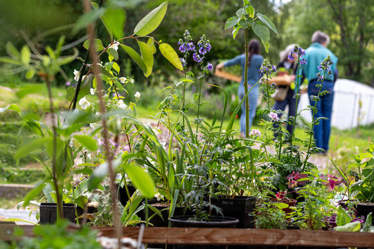 &Eacute;talage de vente de plantes, plants et fleurs chez producteur horticole