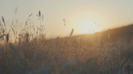 Obraz premium Sun setting over a field of tall dry grasses gracefully waving