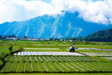 A view of the green landscape of the Rinjani volcano in summer. Farmland view from Selong Hill,...