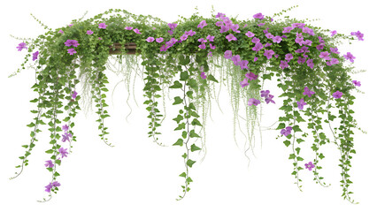 Cascading Creeper with Small Purple Flowers and Lush Green Leaves © Ziku