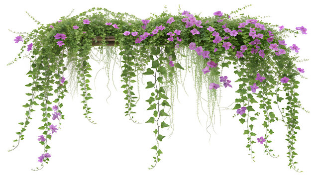 Cascading Creeper with Small Purple Flowers and Lush Green Leaves
