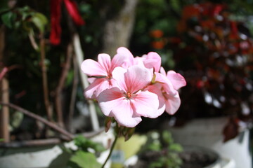 pink magnolia flower